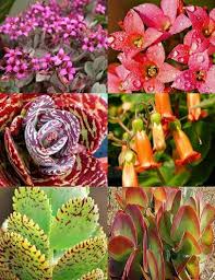 Pin On Plantsplantsplants
