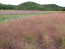 Image result for Eragrostis macrochlamys