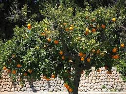 Epingle Sur Jardins