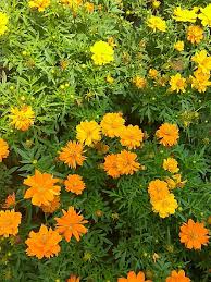 Image result for Cosmos sulphureus