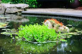 Image result for Bacopa
