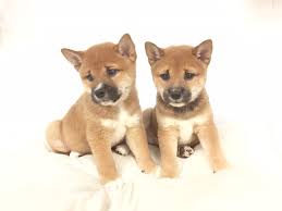 Say hello to these extremely adorable, fun, and charming shiba inu puppies! Shiba Inu Puppy For Sale In Flushing Ny Adn 52358 On Puppyfinder Com Gender Male Age 14 Weeks Old Puppies Shiba Inu Puppy Animals Beautiful