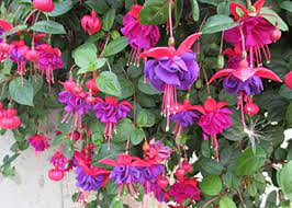 Part of the dummen aretes™ range. Fuchsia Hybrid Is A Genus Of Flowering Plants That Consists Mostly Of Shrubs Or Small Trees English Edition Ebook Baron Maya Tohme W Amazon De Kindle Store