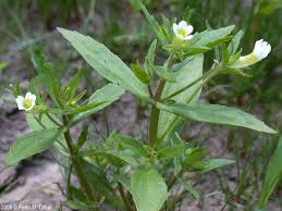 Image result for Hippocratea graciliflora