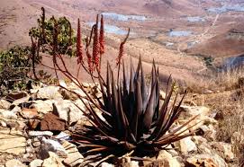 Image result for Aloe rulkensii