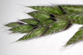 Image result for Bromus  commutatus