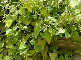 Image result for Cynanchum mossambicense