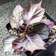 Image result for Euphorbia pfeilii