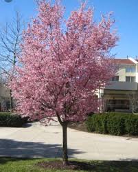 Take care not to over do it, the flowering plum is quite adaptable but is susceptible to root rot if the soil becomes overly saturated. Muckle Plum Flowering Plum Tree Front Yard Landscaping Perennial Shrubs