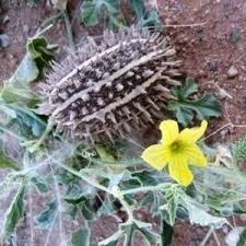 Image result for Cucumis meeusei