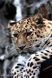 صور فهد أجمل صور حيوان النمر مع بعض المعلومات عنه Animals Cheetah Pictures Wild Cats