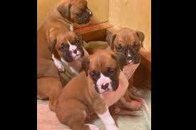 Loven Winns Puppies For Sale