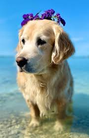 With sumdog, you can easily see pupil activity at a glance and the powerful diagnostic tool enables you to quickly identify strengths and areas for development. Emo Hopper T Dog Emohoppertdog Twitter