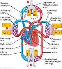 Ch 21 Blood Circulation Diagram Quizlet
