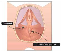 Obstetrical Anal Sphincter Injuries Oasis Prevention Recognition And Repair Journal Of Obstetrics And Gynaecology Canada