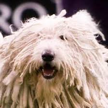 Image result for Komondor