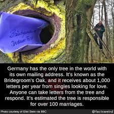 Germany Has The Only Tree In The World With Its Own Mailing Address It S Known As The Bridegroom S Oak And It Receives Ab In 2020 Fun Facts Weird Facts Wtf Fun Facts
