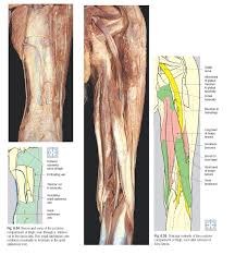 When following up patients after vlnt with a groin donor site, circumference measurements must include the upper thigh. Posterior Compartment Of The Thigh Anatomy Pediagenosis