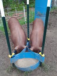 Movable Pig Feeders Farm Hack Pig Feeder Pig Farming Hog Farm