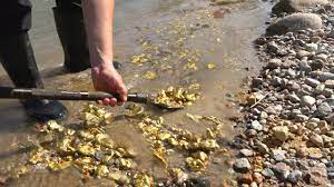 These Gold Riches May Be Close By The City River Treasure Gold Mining Equipment Gold Prospecting Gold Sluice