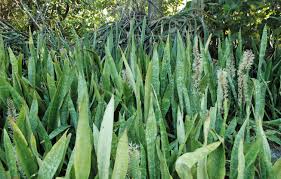 Image result for Sansevieria hyacinthoides