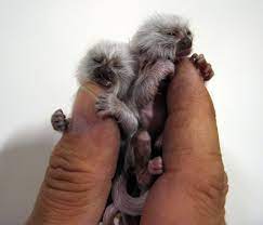 15 Of The World S Most Adorable Miniature Animals Webecoist Miniature Animals Finger Monkey Tiny Monkey