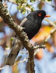 Black Bird With Orange Wings South Africa South Africa Beautiful Birds Birds Animals