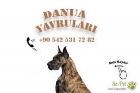 Danua Fiyatlari Ikinci El Sifir Kiralik Ilanlar