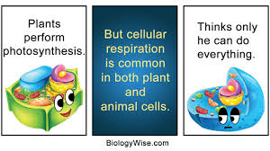 Eukaryotic cells have nuclear membranes. Similarities Between Plant And Animal Cells Biology Wise