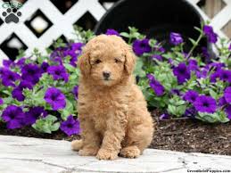 Tiny toy akc poodle puppies for sale. Toy Poodle Puppies For Sale Toy Poodles Greenfield Puppies