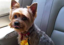 Short hair tends to suit all face shapes although each face shape has things to consider when goin… Yorkie Haircuts For Males And Females 60 Pictures Yorkie Life