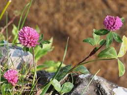 Image result for Trifolium masaiense