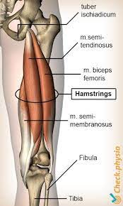 Hamstring injuries mostly occur while players are running or sprinting. What Is A Hamstring Injury Why Cricketers Are Easily Prone To One Quora
