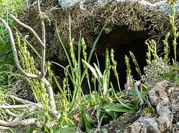 Image result for Habenaria tentaculigera