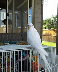 Jean S Gorgeous White Budgie Is Eight Years Old How Old Are Your Parakeets Parakeets Budgie Parakeet Budgies Budgi Parakeet Budgies Bird Fancy Parakeet