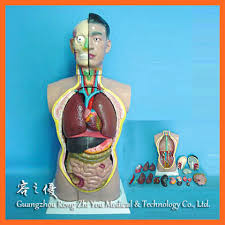 The torso or trunk is an anatomical term for the central part, or core, of many animal bodies (including humans) from which extend the neck and limbs. R030102 85cm Medical Teaching Human Male Anatomy Torso 19 Parts Buy Anatomy Human Torso Human Anatomy Torso Model Male Torso Product On Alibaba Com