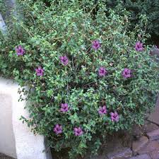 Image result for Ruellia praetermissa