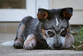 Blue heelers also make it easy for first time dog owners for training. Pictures Of Blue Heeler Puppies Via Dog Pictures Blog Ift Flickr