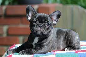 Personalize yours for unique items. Bonbon French Bulldogs Www Bonbonfrenchies Com French Bulldog Bulldog Bon Bons