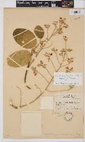 Image result for Philenoptera nelsii