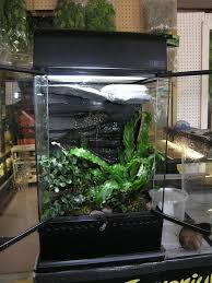 12x12x12 P Wahlbergii Vivarium Dendroboard Vivarium Frog Terrarium Tropical Terrariums