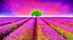 Image result for photography colorful