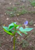Image result for Cleome monophylloides