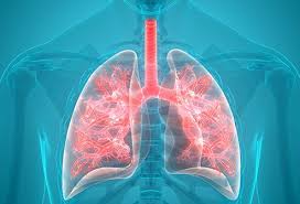 Altogether, the different parts of the respiratory system enable it. What Does The Respiratory System Do Respiratory Organs Function