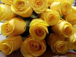 We did not find results for: Bulk Yellow Roses 100 Stems 50 Cm Toronto Bulk Flowers