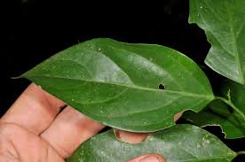 Image result for Strombosia