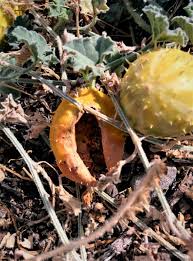 Image result for Cucumis prophetarum