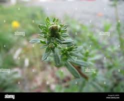 Image result for Galium chloroionanthum