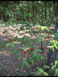 Über 7 millionen englische bücher. Strawberry Bush Hearts A Bustin Euonymus Americanus Backyard Plants Plants Strawberry Bush