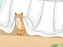 After kitty gets tired of playing, entice him to follow you into the bedroom with a special treat or toy. 11 Ways To Get Your Cat To Sleep With You Wikihow
